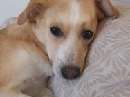 Billy sucht Herzensmenschen - Bad Karlshafen
