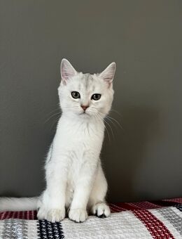 Britisch-Kurzhaar-Kater - Memmingen