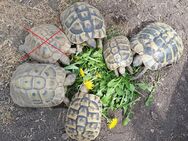 Weibliche griechische Landschildkröten (THB) abzugeben - Arnsberg