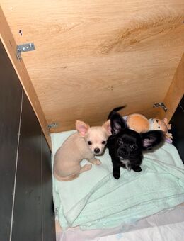 Chihuahua Welpen - Treuchtlingen