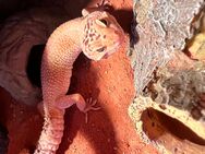 Iggy inklusive Terrarium abzugeben - Duisburg