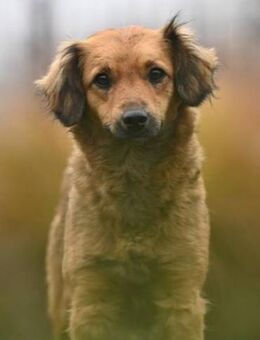 KYRA - sanft, liebevoll, unkompliziert - Linden (Hessen)