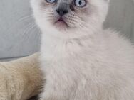 BKH Kitten - Monheim (Rhein)