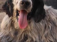 Setter Ducky immer noch auf der Suche ;( - Oberhausen