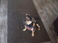 Jack Russel Mischling in 14715
