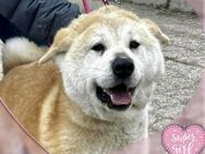 Akita Inu Mädchen IRIS sehr liebevoll ♥️ - München