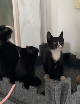Kleine süße Kätzchen sucht neue zuhause - Öhringen