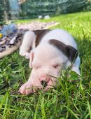 Boxerwelpen suchen Ihre Familien ♡ in 42489