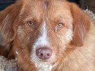 Janosch ist ein ruhigerBub 🐾 - Elsdorf (Nordrhein-Westfalen)