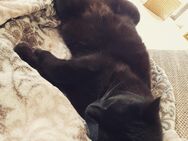 Kater sucht liebevolles Zuhause - Remagen