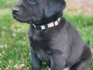 Reinrassige, schwarze Labrador-Welpen von der Mecklenburger Seenplatte - Klein Vielen