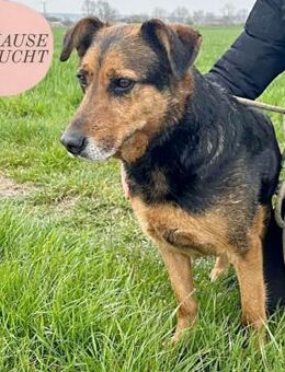 Süße Fellnase SNICKERS sucht Happy End❤️ - Saarbrücken