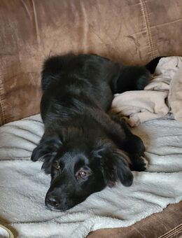 Bordercollie x Bordercollie Labrador Pumba 4.5 Monate - Möckern Grabow