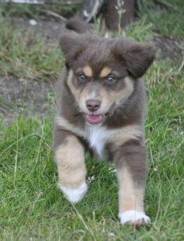 Ausstralian Shepherd Welpen mit ASCA Pap. suchen verantwortungsvolle Menschen - Wanderup