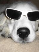 Brennholz spalten, Holz spalten mit Minibagger ab 18 €/Std in 95131