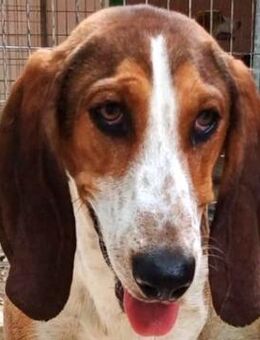 Henry 9 -fröhlich und vorsichtig- - Oldenburg