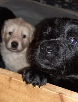 Hovawart Welpen - Techentin