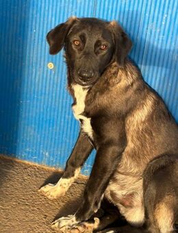 Uriel möchte dein Herz erobern - Celle