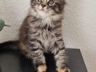 Maine coon kitten - Ellwangen (Jagst)