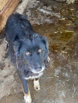 Loki, der zurückhaltende Schöne 🐾 - Elsdorf (Nordrhein-Westfalen)