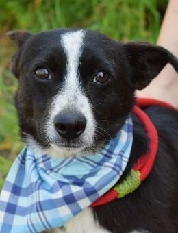 Anatoli wartet auf PS in HH! - Rosengarten (Niedersachsen)