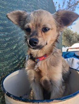 Verspielter Yoda sucht tolle Familie💖 - Tornesch