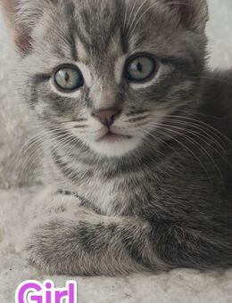BKH Mix Kitten - Niedereschach