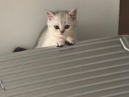 Zwei zuckersüße Kitten abzugeben – geboren im März - Dortmund