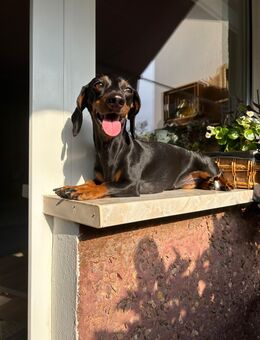 Dackel Dame - Erfurt