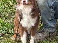 Chase - Mini Aussie - Frankfurt (Main)