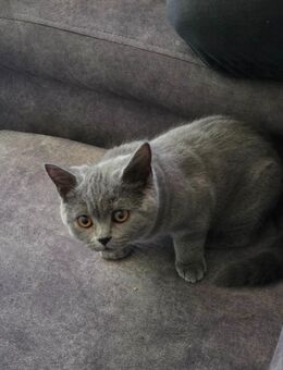 1 BKH Katzen Weibchen zu verkaufen - Duisburg