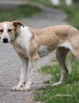 Soy Mix Hündin 4,5 Jahre alt in Ungarn - Reutlingen