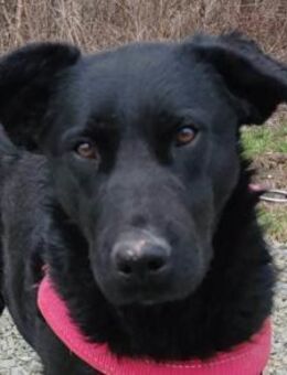 ASYA💖zauberhafte Herzens-Schnute - Hamburg