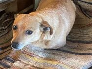 Betty sucht ein Zuhause - Olfen