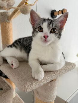 Kitten sucht liebevolles Zuhause - Schüttorf Suddendorf