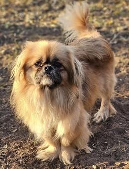 Chapo sucht ein gemütliches,ruhiges Heim - Schafflund