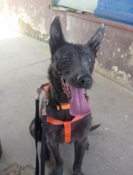 Orlando - Neubrunn (Bayern)