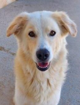 Riù sucht seine Traumfamilie - Neuss