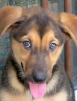 Vania -verspielt und frech- - Oldenburg