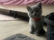 BKH Kitten - Kassel Nord-Holland
