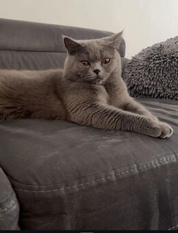 Britisch-Kurzhaar Katze zum Verkaufen - Ingolstadt