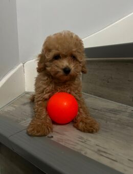 Maltipoo Pudel & Malteser - Gedern