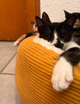 Katzenbaby sucht liebevolles Zuhause - Dortmund Aplerbeck