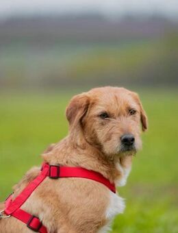 Molly, zurückhaltend und sanft - Süderholz