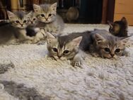 7 reinrassige BKH Kätzchen Kitten - Welzheim
