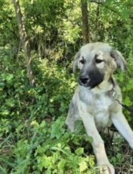 Pango sucht ein schönes Zuhause - München