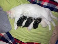 Kitten/ Katzenbabys ehk weiß und getiegert 🐱 abzugeben gerne mit Freigang - Kerpen (Kolpingstadt) Zentrum