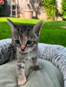 Glück auf vier Pfoten sucht ab August ein neues Zuhause in 26810