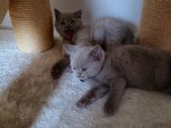 BKH Lilac Mai Kitten suchen ein neues Zuhause - Essen