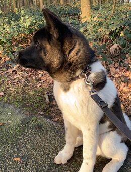 Amerikan Akita - Nordhorn